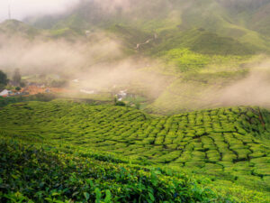 Munnar Honeymoon Package